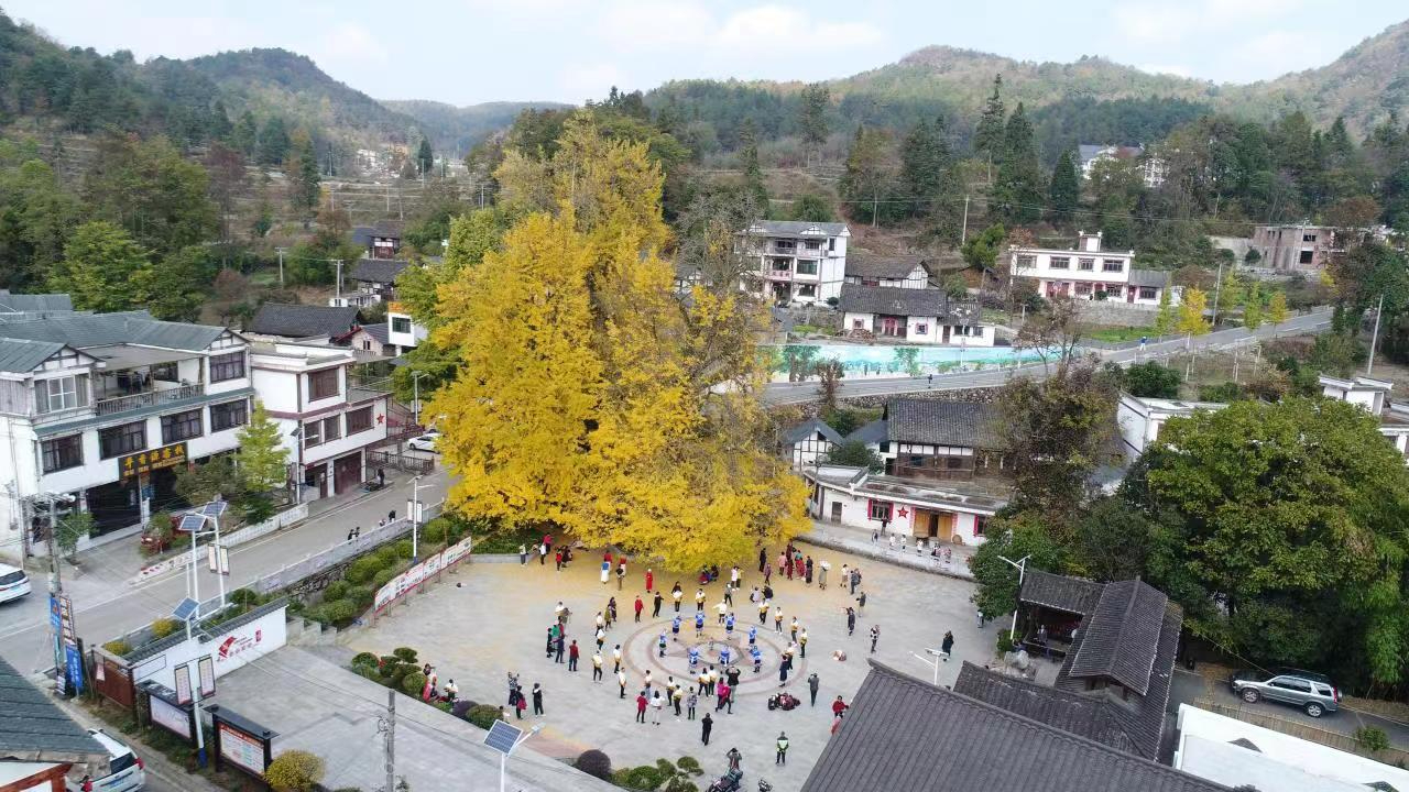 六屯鎮(zhèn)大木村杏樹2.jpg 六屯鎮(zhèn)大木村杏樹2.jpg