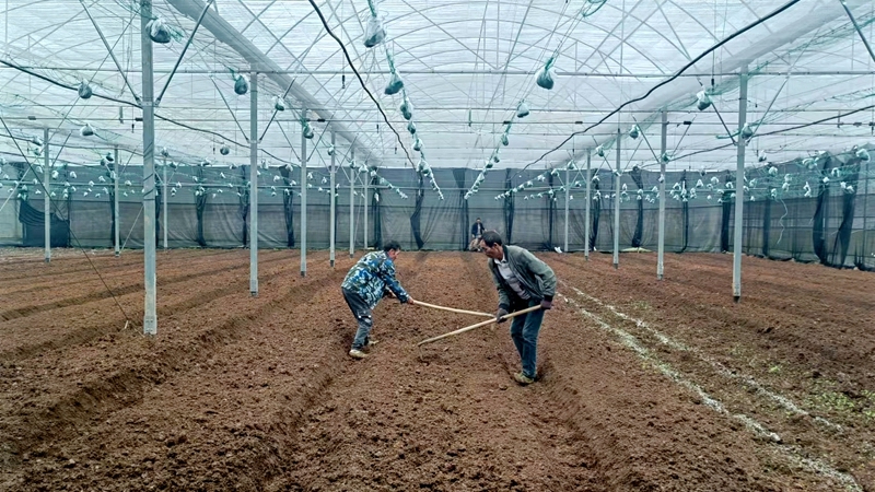 羊肚菌2.jpg 羊肚菌2.jpg