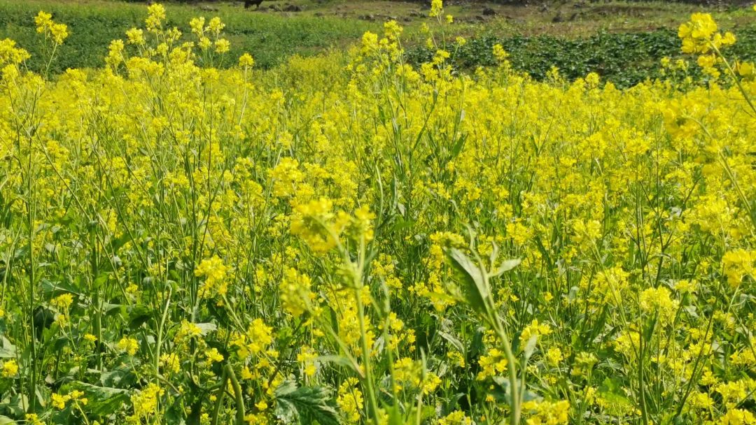 微信圖片_20230315135550.jpg 微信圖片_20230315135550.jpg