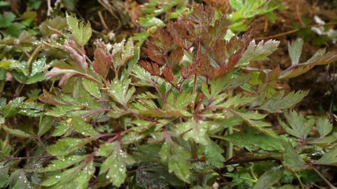 e425c9794f1ba4f81ba9ac8f9d716e75.jpg e425c9794f1ba4f81ba9ac8f9d716e75.jpg