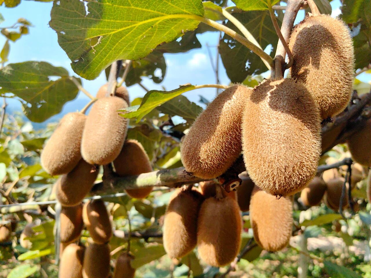 43f67062d913815c13c26ddbb1b1e0ff.jpg 43f67062d913815c13c26ddbb1b1e0ff.jpg